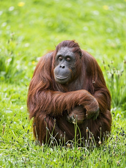 Sit down like this orangutan and don't do anything. After a while working seems so interesting.