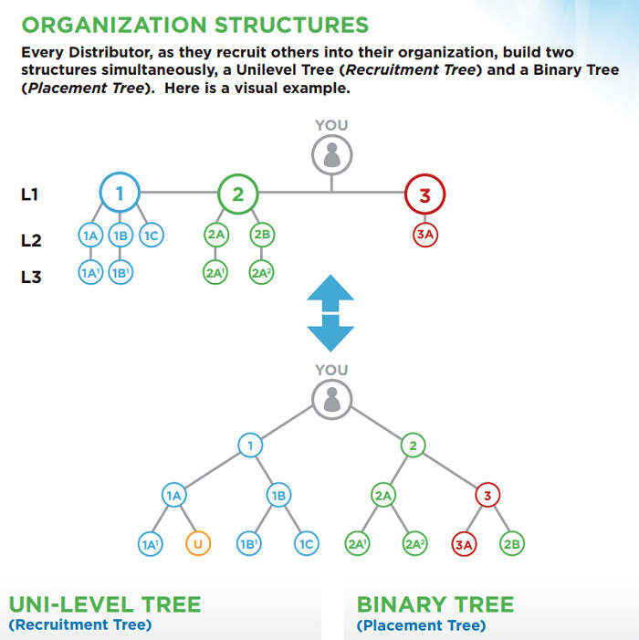 LivElite International Review Organization Structures-min